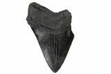 Partial Megalodon Tooth - South Carolina #148718-1